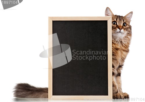 Image of Cat with blackboard