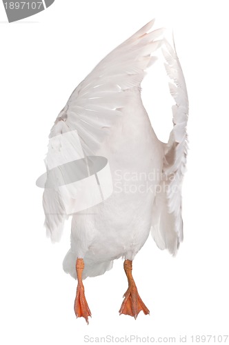 Image of Domestic goose