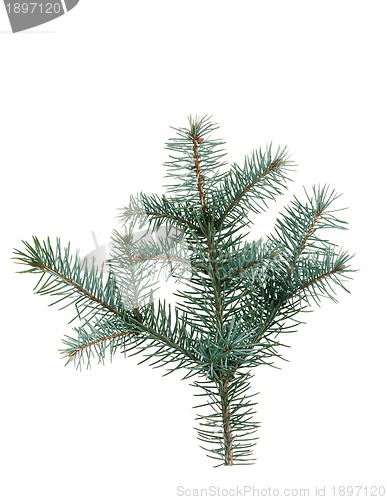 Image of Fir branch