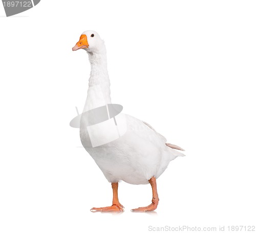 Image of Domestic goose
