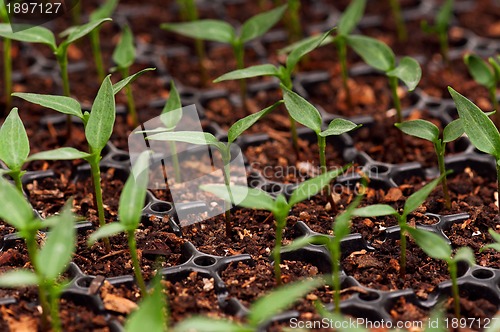 Image of Green seedling