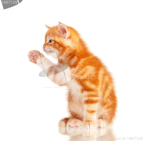 Image of Red kitten