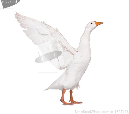 Image of Domestic goose