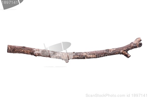 Image of Tree branch