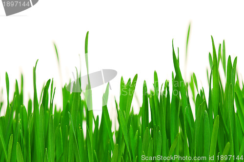 Image of Wheat grass