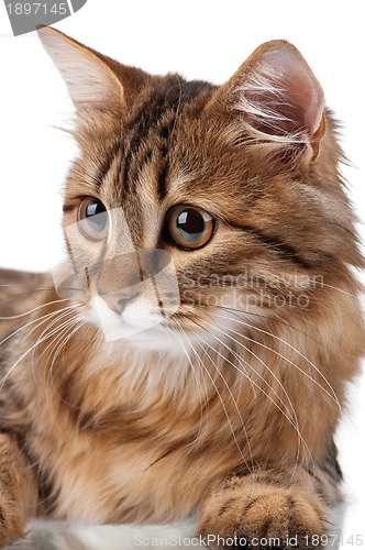 Image of Portrait of cat