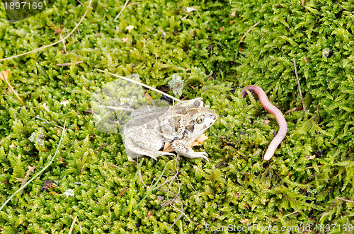 Image of garlic spadefoot toad pelobates fuscus earthworm 