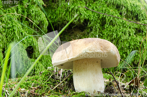 Image of cep penny bun porcino boletus edulis mushroom 