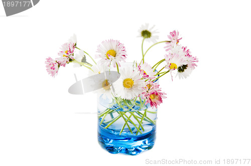 Image of Flowers of a daisy in a glass, it is isolated on white