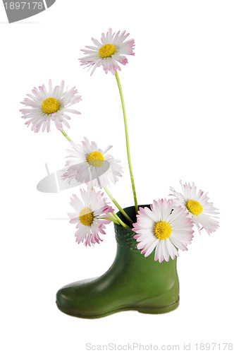 Image of Bouquet of daisies in a boot, it is isolated on white.