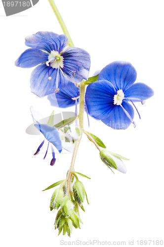 Image of Dark blue field flower, it is isolated on white