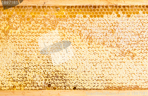 Image of frame with honeycomb full of honey