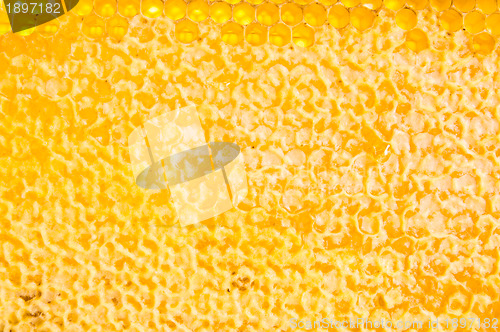 Image of frame with honeycomb full of honey