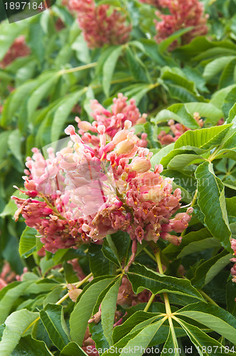 Image of Blossoming decorative bush, close up