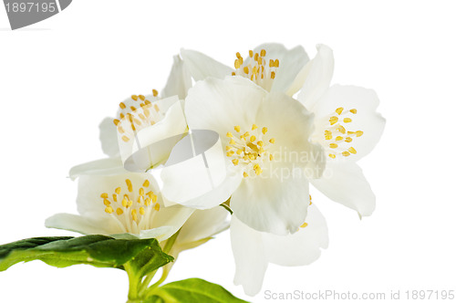 Image of Flowers of a jasmin, close up