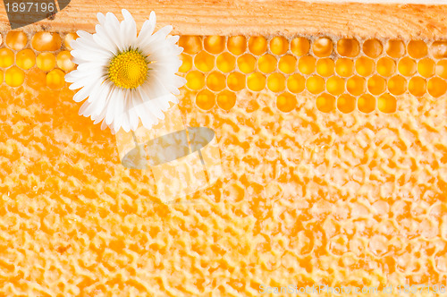 Image of Daisy on a background of honeycombs 