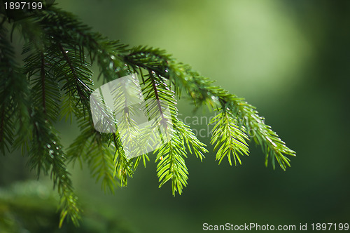 Image of Branch of a fur-tree, close up