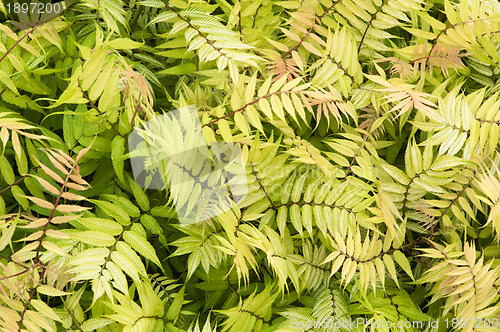 Image of Background from leaves of an ornamental shrub, a close up