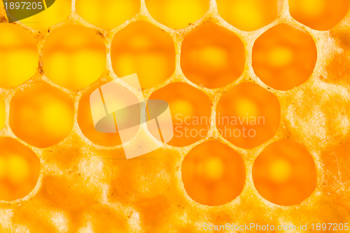 Image of frame with honeycomb full of honey