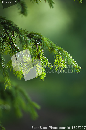 Image of Branch of a fur-tree, close up