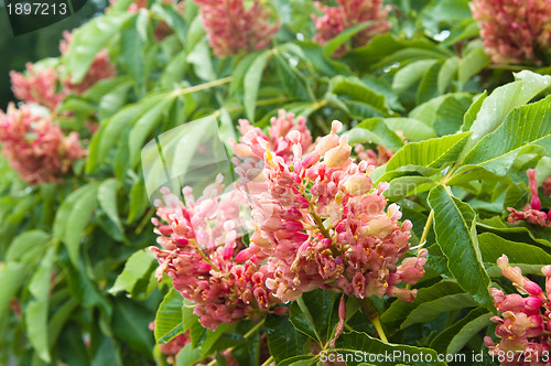 Image of Blossoming decorative bush, close up