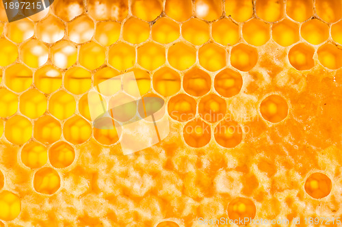Image of frame with honeycomb full of honey