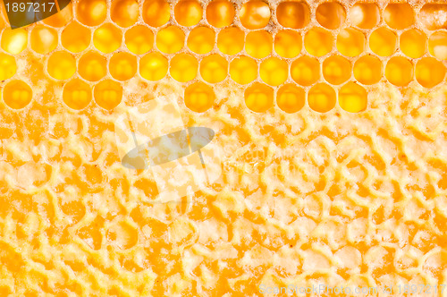 Image of frame with honeycomb full of honey