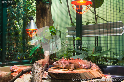 Image of Big iguana lizard in terrarium