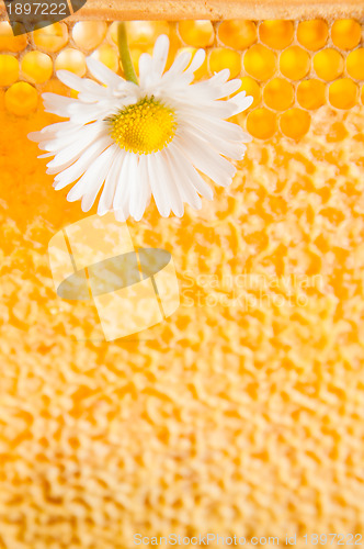 Image of Daisy on a background of honeycombs 