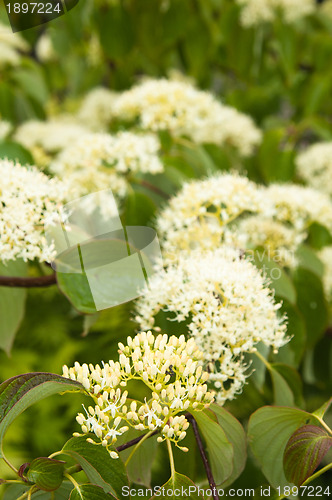 Image of Blossoming decorative bush, close up