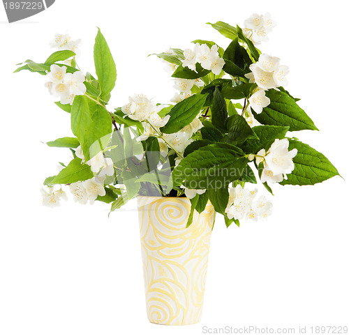 Image of Flowers of a jasmin in a vase, it is isolated on white
