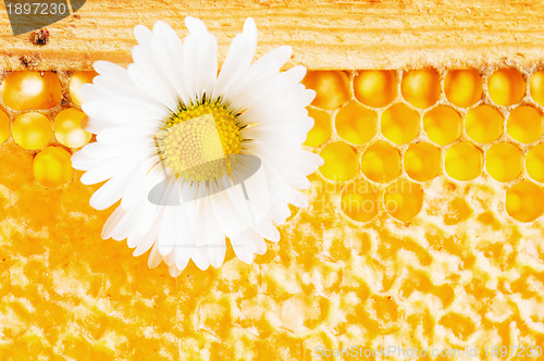 Image of Daisy on a background of honeycombs 