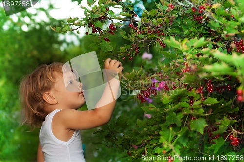 Image of blond kid reaching ripe red currants