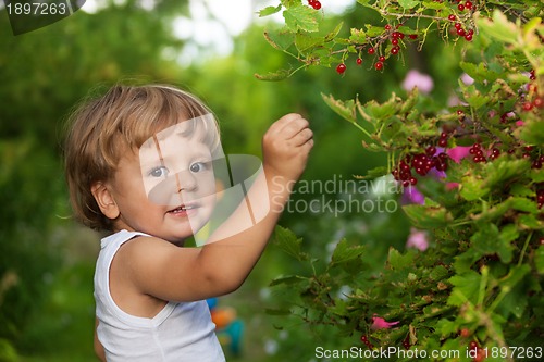 Image of funny kid picking up red currants