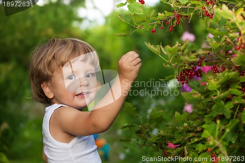 Image of funny kid picking up red currants