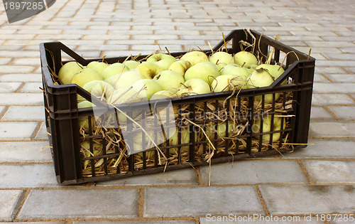 Image of Apples in a plastic box