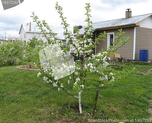Image of Blossoming young apple-tree