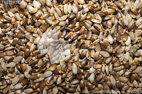 Image of Seeds of a thistle spotty 