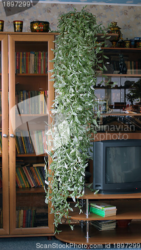 Image of House flower (Tradescantia albiflora)