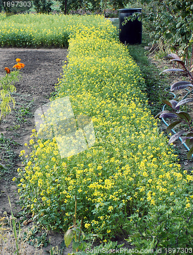 Image of White mustard (Sinapis alba).