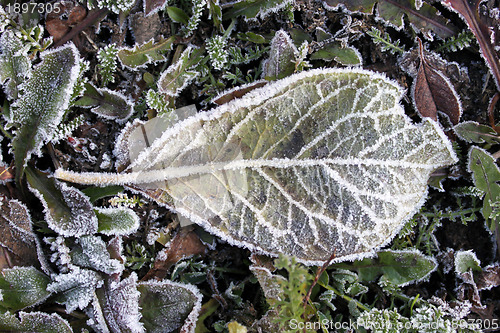 Image of Sheet in hoarfrost