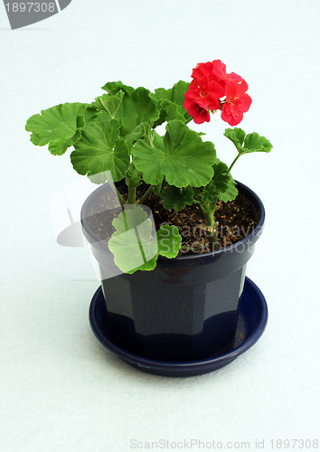 Image of Blossoming house plant