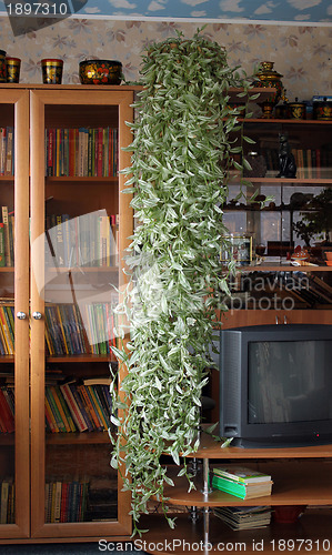 Image of House flower (Tradescantia albiflora)