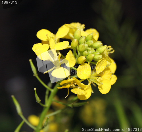 Image of White mustard (Sinapis alba)