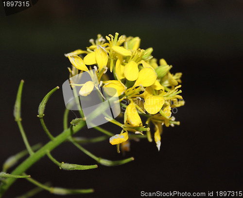 Image of White mustard (Sinapis alba)