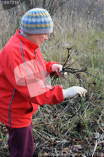 Image of Woman collects roots of a medical plants 