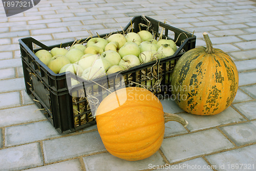 Image of Apples in a plastic box and pumpkins