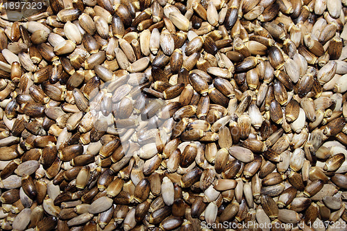 Image of Seeds of a thistle spotty 