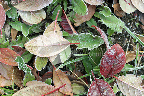 Image of Foliage in autumn frost