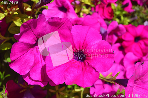 Image of Closeup flower.